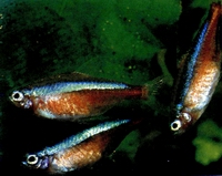 Аквариумная рыбка неон красный